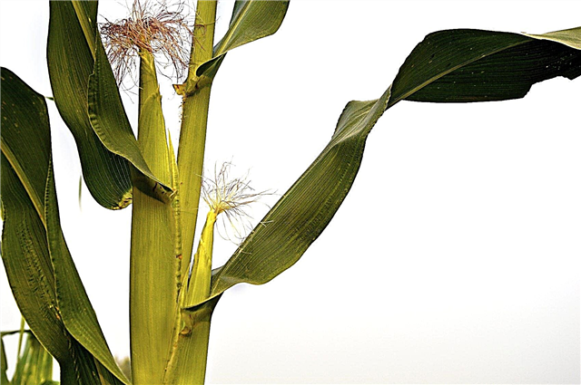 Tillers de plantas de maíz: consejos para eliminar los retoños del maíz