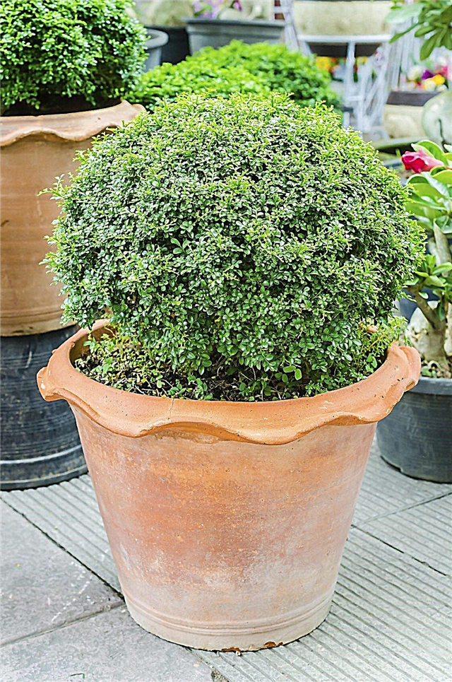 Evergreens for Pots: Meilleures plantes à feuilles persistantes pour conteneurs