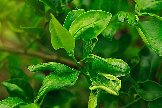 Вредители на лимонови дървета: Съвети за лечение на вредители от лимонови дървета