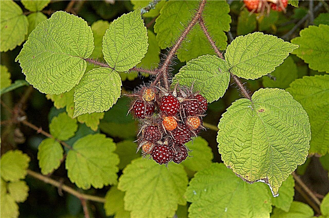 Plantas de Wineberry japonesas - Cuidado de Wineberry japonesas