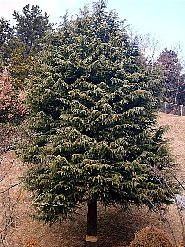 Deodar Cedar Info: Tips om å dyrke Deodar Cedar i landskapet