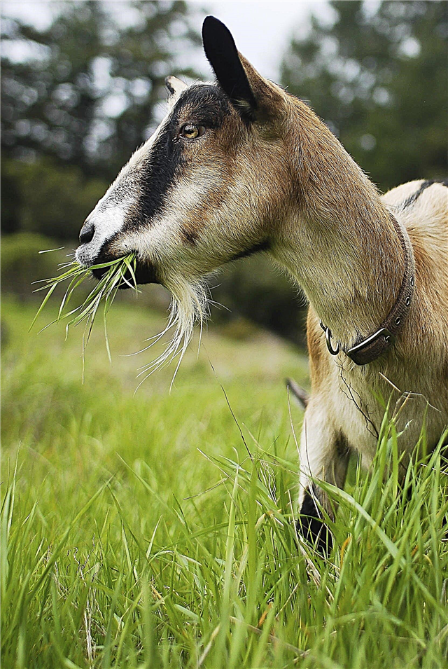 Cabras no jardim - Aprenda sobre o uso de cabras para controle de ervas daninhas