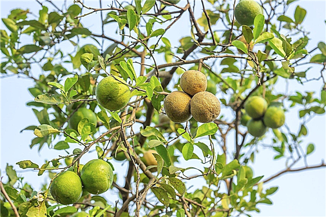 مشاكل شجرة الليمون: علاج أمراض شجرة الليمون الشائعة