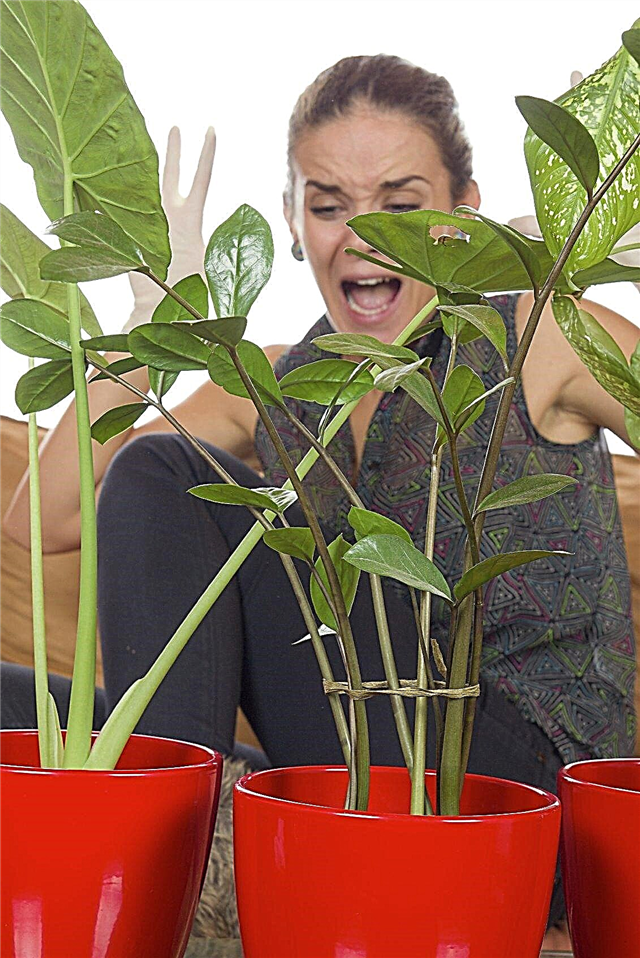 Dekorativa skadedjur inomhus: Hur man tar med växter inuti buggar