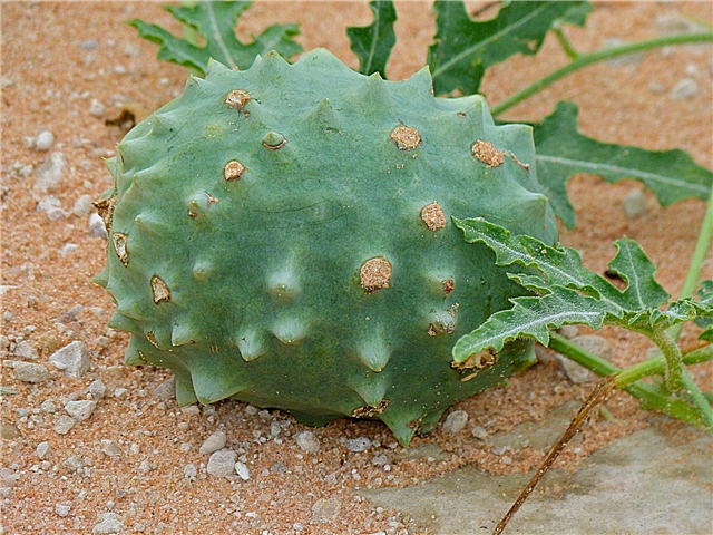 Gemsbok agurkfrukt: Gemsbok afrikansk meloninfo og dyrking