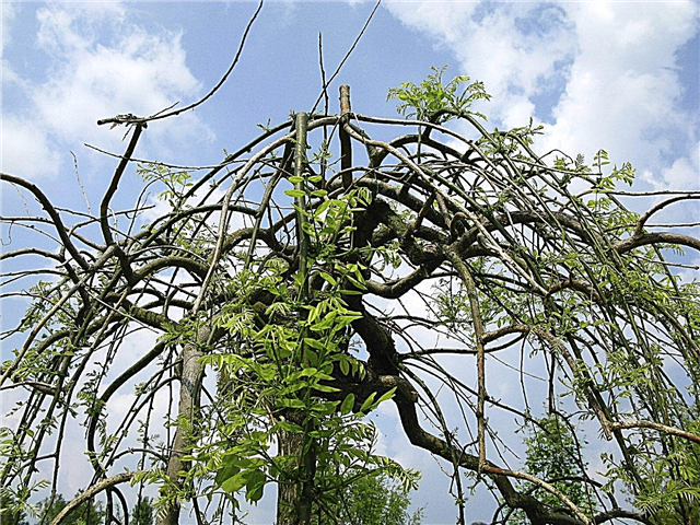Інформація про дерево пагоди: Поради щодо вирощування японських пагод