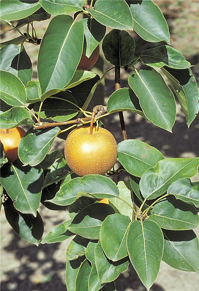 アジアの梨の木：アジアの梨の木を育てる方法を学ぶ