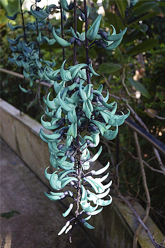 Wachsende Jade-Reben: Pflege von Jade-Reben drinnen und draußen
