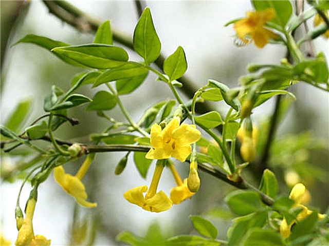 Cultiver du jasmin italien: conseils sur l'entretien des arbustes de jasmin italien