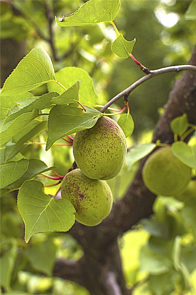 Aprikooside hõrenemine: kuidas ja millal peaksin aprikoosipuu harvendama