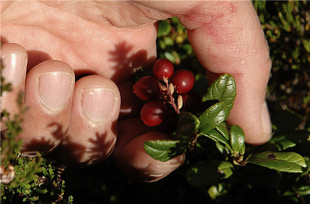 Cranberries ernten: Wie und wann Cranberries pflücken