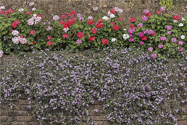Nejlepší rostliny na pokrytí stěn - tipy pro používání rostlin na stěnách
