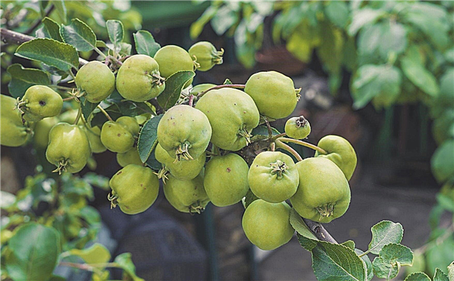 Disminución de las manzanas: aprenda cómo y cuándo adelgazar los manzanos