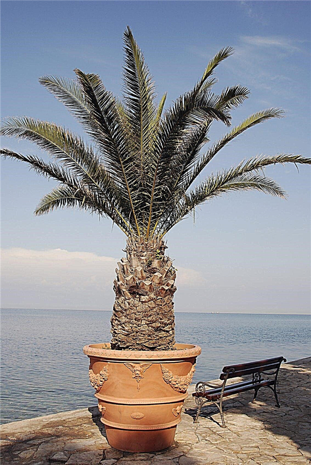 Palmiers amoureux du soleil: quels sont certains palmiers pour pots au soleil