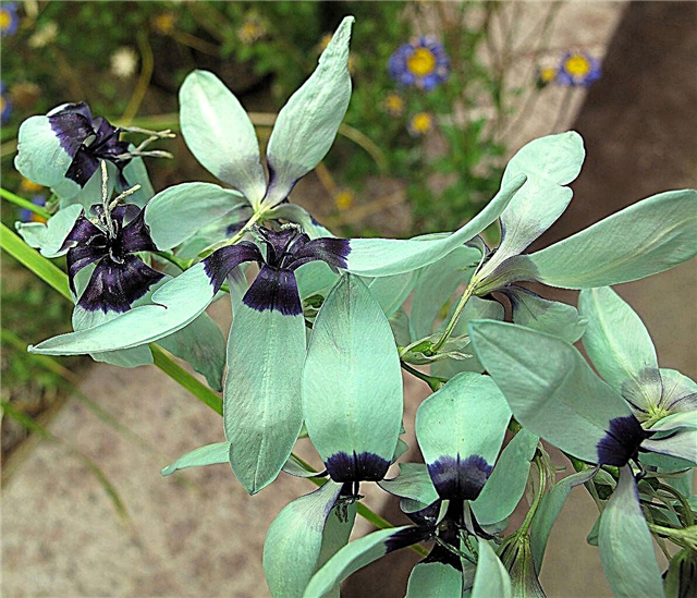 Turquoise Ixia Care: Dyrking av turkise Ixia Viridiflora planter