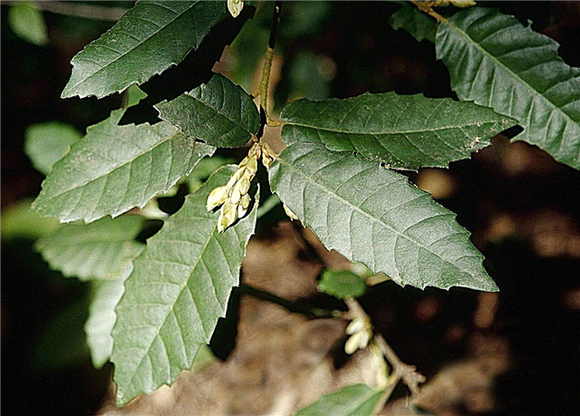 Was ist ein Tanoak-Baum - Tanbark Oak Plant Info