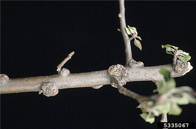 Apple Tree Burr Knots: Τι προκαλεί το Galls στα Apple Tree Limbs