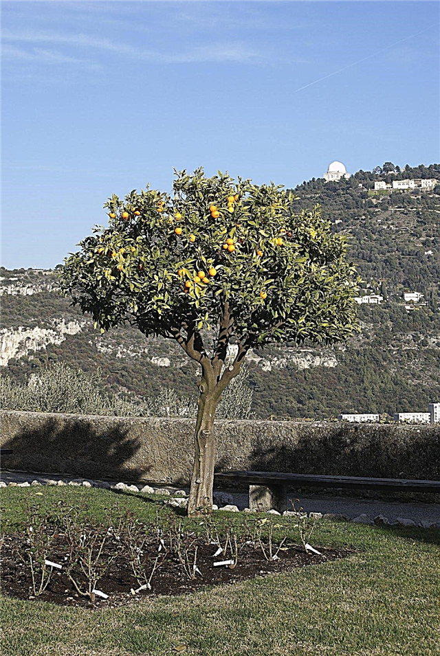 Orangenbäume beschneiden: Wann und wie man einen Orangenbaum beschneidet
