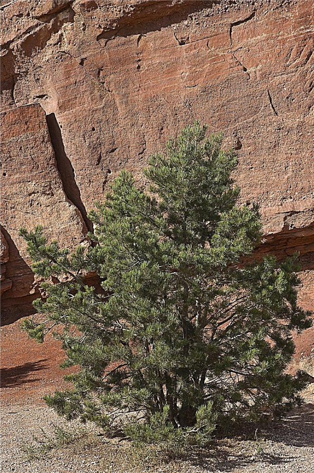 Penjagaan Pinyon Pine Tree: Fakta Mengenai Pinyon Pines
