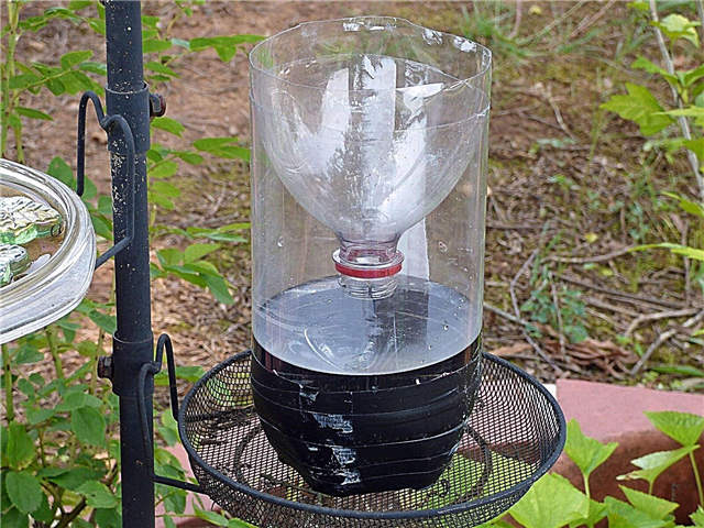 DIY Wasp Trap Info: Faça um trabalho caseiro de armadilhas de vespa