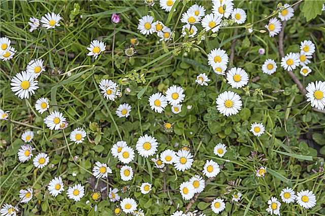 Bellis Daisy Lawn Alternative: Verwenden von englischen Gänseblümchen für Rasenflächen