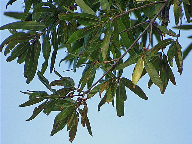 Faits sur les arbres Willow Oak - Avantages et inconvénients de Willow Oak Tree