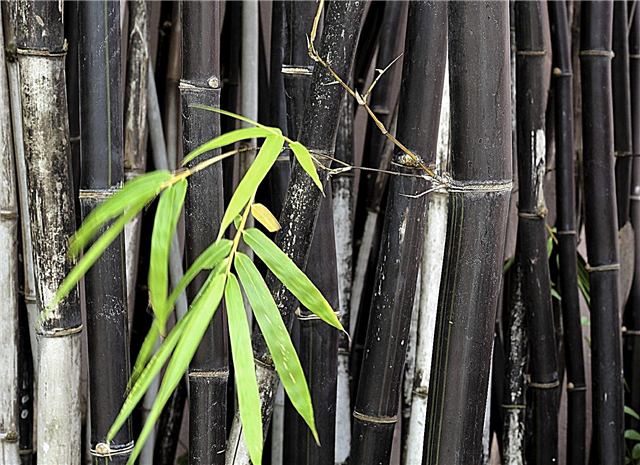 Bambuspflanzentypen - Was sind einige gängige Bambussorten?