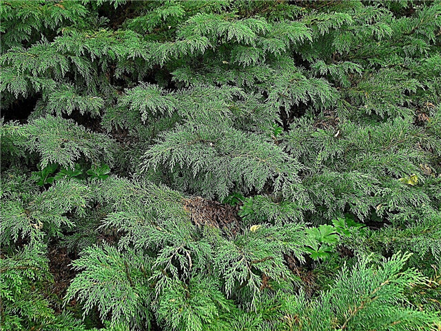 Arborvitae รัสเซีย: การดูแล Cypress และข้อมูลของรัสเซีย