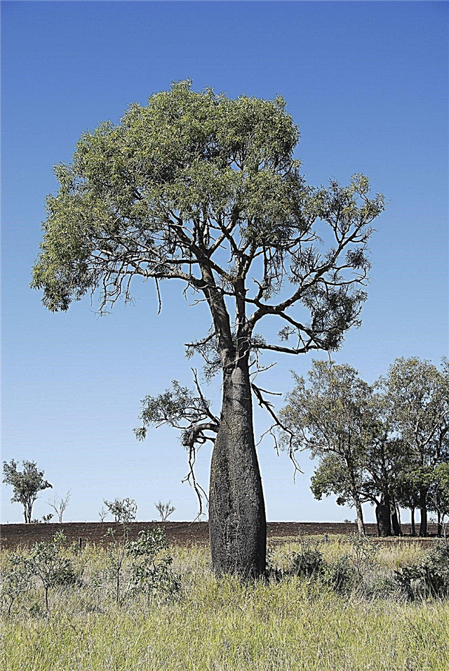 Pielęgnacja drzewa butelkowego: Uprawa drzewa butelkowego Kurrajong