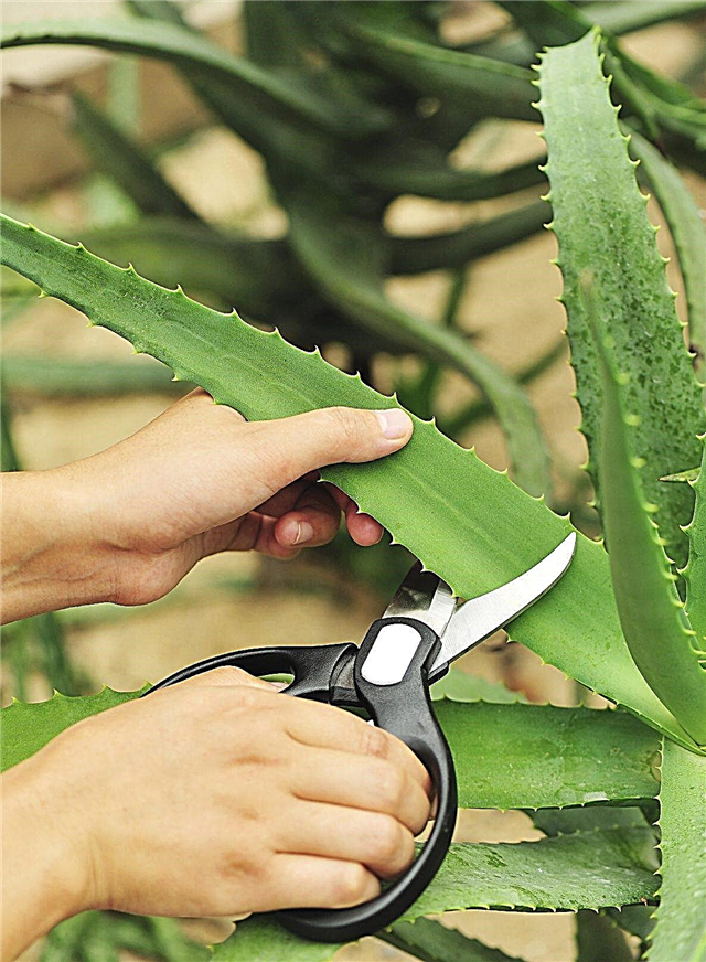 Tippek az aloe vera szedéséről: Hogyan lehet betakarítani az aloe vera leveleket