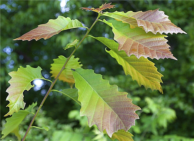 Chinkapin Oak Trees - Suggerimenti su come coltivare una quercia Chinkapin