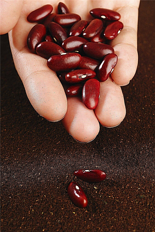 Penjagaan Kacang Ginjal - Ketahui Cara Menanam Kacang Ginjal