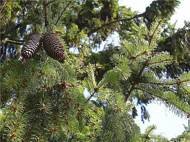 Norway Spruce Tree Info: Care Of Norway Spruce Tree