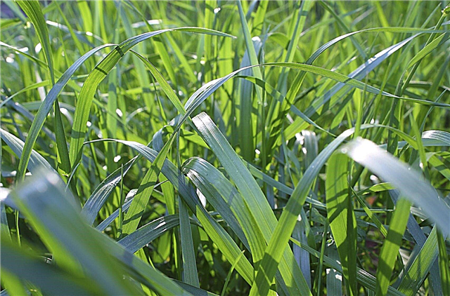 ¿Qué es la festuca alta ?: Cultivar hierba de festuca alta en el césped