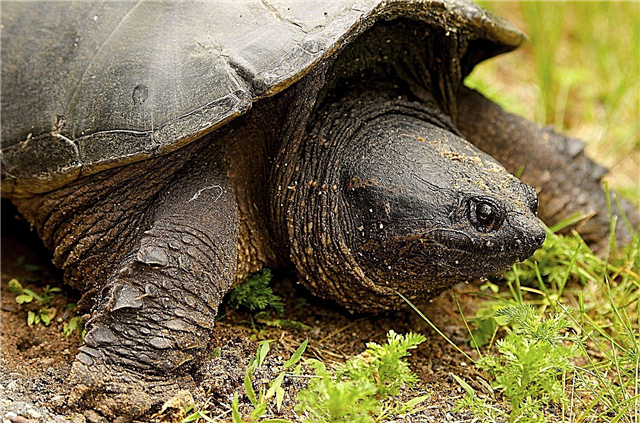 Schildkröten im Garten kontrollieren