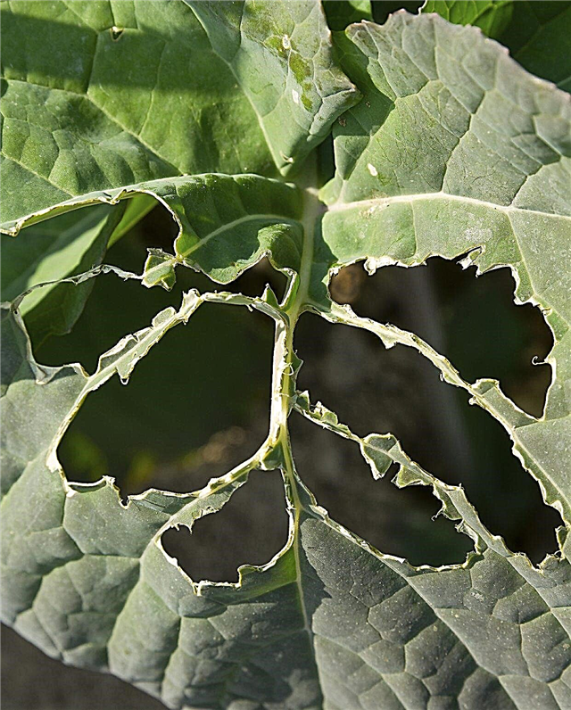 Dommages aux feuilles d'insectes: quelque chose mange des trous dans les feuilles des plantes