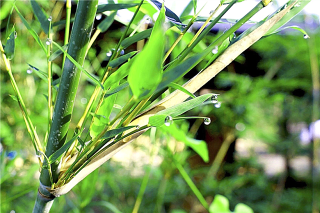 Folhas de bambu amareladas: Ajuda para folhas de bambu amarelas