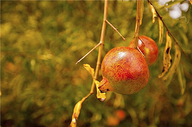 Отпадање лишћа грана јагоде: зашто гранатно дрво шири лишће