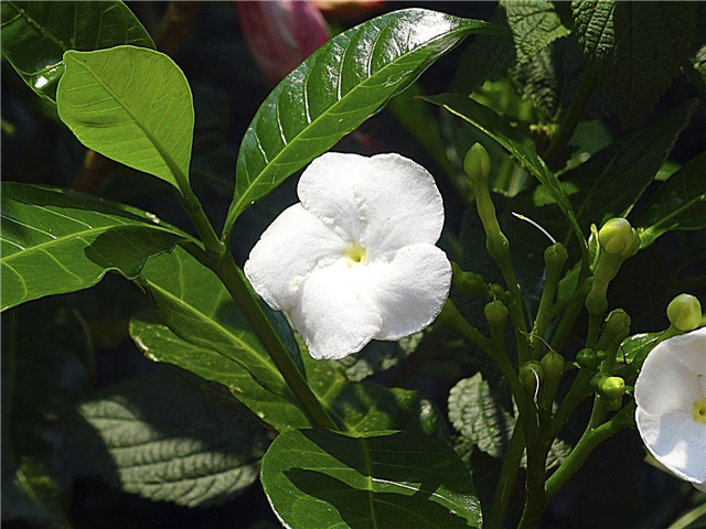 Krepp-Jasmin-Pflanzen: Tipps zum Anbau von Krepp-Jasmin