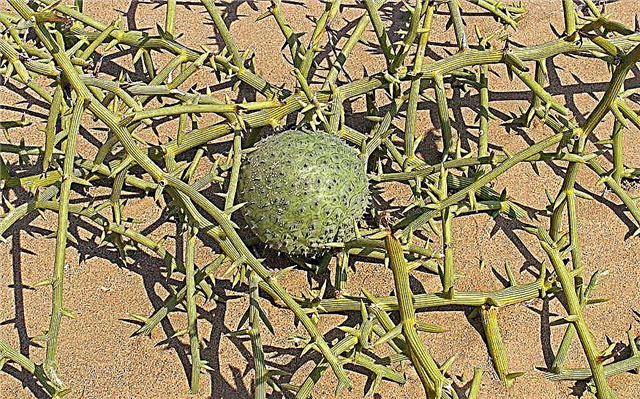 Nara melonitaimed: teave kasvavate Nara melonite kohta