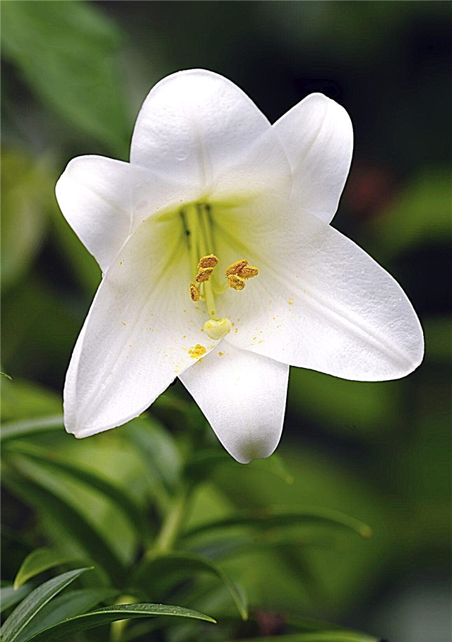 Ali lahko velikonočne lilije zasadimo zunaj: nasveti o gojenju velikonočnih lilij na vrtu