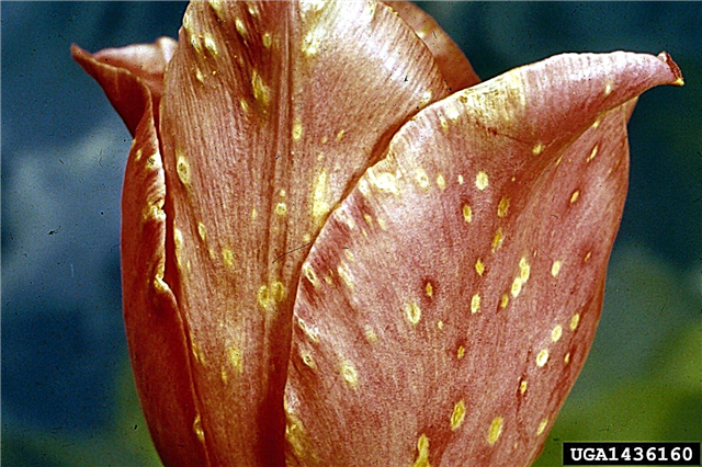 Sykdommer i tulipaner - Informasjon om vanlige tulipasykdommer