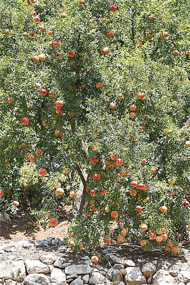Granatapfelbaumschnitt - Erfahren Sie mehr über das Schneiden von Granatäpfeln