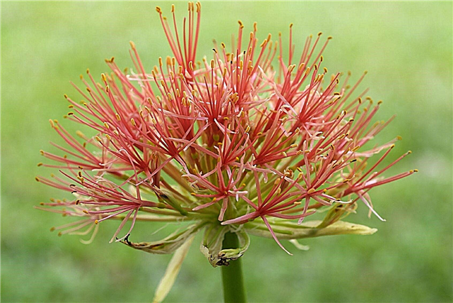 Blood Lily Care: Wie man eine afrikanische Blutlilienpflanze züchtet
