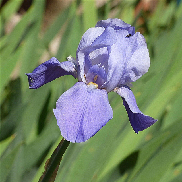 Cambio de color en los iris: por qué una planta de iris cambia de color