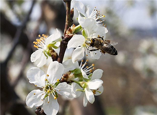 Pollinisation d'un cerisier: comment les cerisiers pollinisent-ils