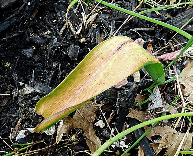 Листя жовтого тюльпана: що робити для пожовтіння листя на тюльпанах