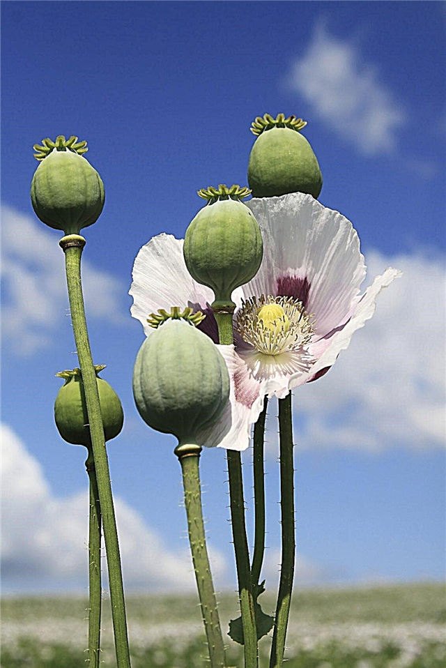 Opium Poppy Laws - Interessante feiten over Opium Poppies