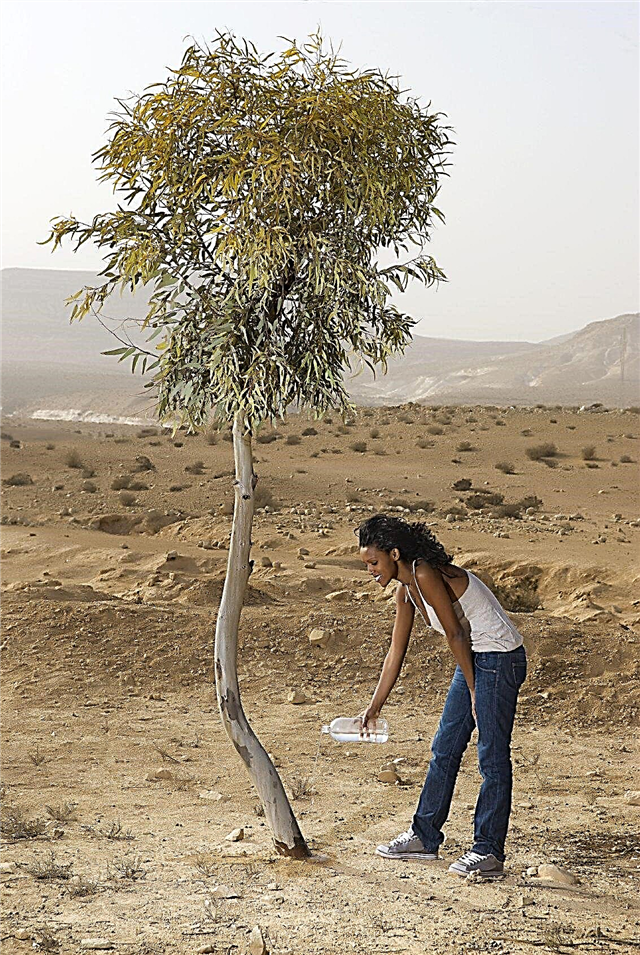 Rega de árvores de eucalipto: informações sobre irrigação de árvores de eucalipto