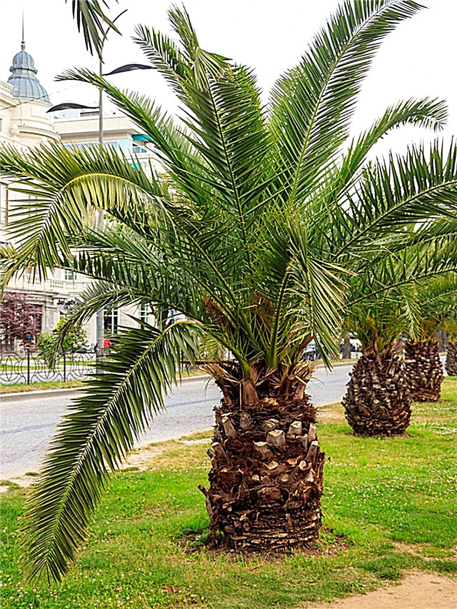 Palmiers à faible croissance: que sont certains palmiers de petite hauteur